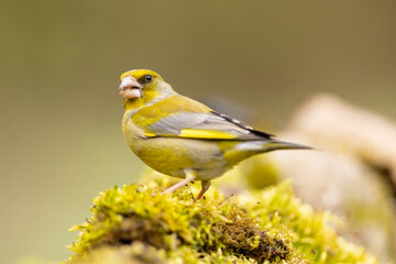 Yellowhammer (Emberiza citrinella).Bird sitting on a branch with green background. Wildlife scenery