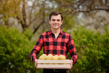 young  happy smiling man farmer in red t-shirt holding a crate box full of apples in his orchard..