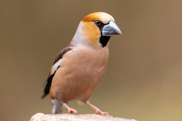 Wild bird hawfinch (Coccothraustes Coccothraustes) portrait