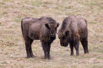 European bison (Bison bonasus) is standing on meadow in national park Poloniny