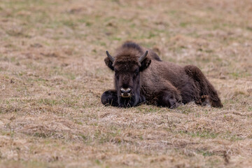 Fototapeta na wymiar European bison (Bison bonasus) is standing on meadow in national park Poloniny