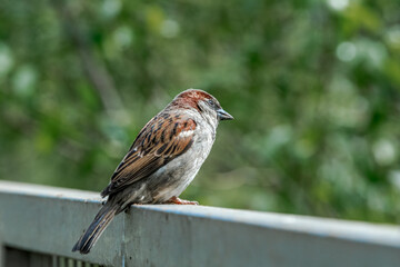 Male House Sparrow (Passer domesticus) in park