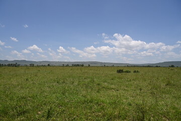 Fototapeta premium grass and blue sky