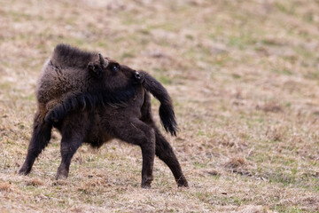 European bison (Bison bonasus) is standing on meadow in national park Poloniny