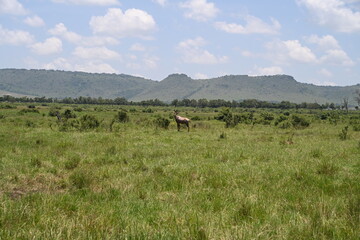 deer in the field