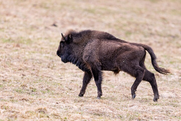 European bison (Bison bonasus) is standing on meadow in national park Poloniny