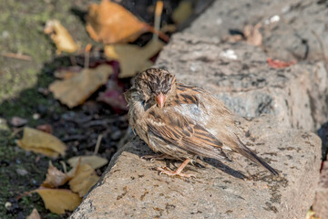 Male House Sparrow (Passer domesticus) in park