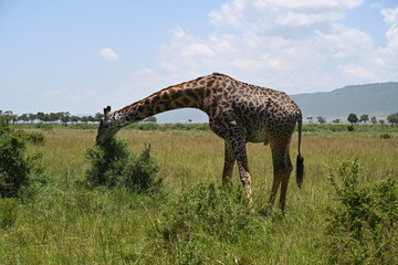 giraffe in the wild
