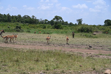 herd of impalas 