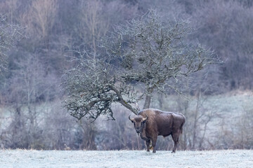 European bison (Bison bonasus) is standing on meadow near the forest in national park Poloniny