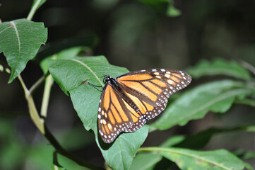 The Monarch butterfly.