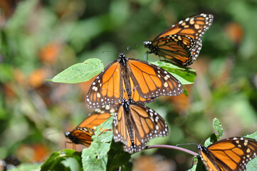 The Monarch butterfly.