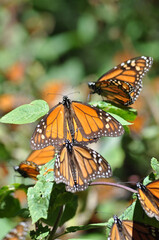 The Monarch butterfly.