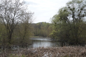Lake in the forest. Ukraine spring 2022