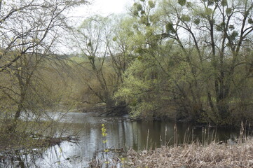 Lake in the forest. Ukraine spring 2022