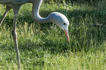 Blue Crane (Anthropoides paradiseus)