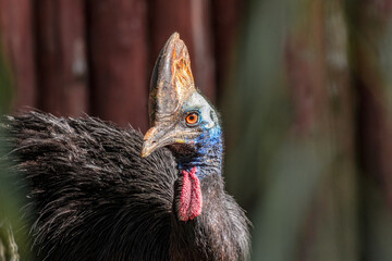 Southern Cassowary (Casuarius casuarius) in zoo