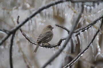 Birds in the wild on an icy day. Ice on the branches