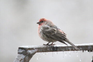 Birds in the wild on an icy day. Ice on the branches