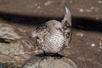 Marbled Duck (Marmaronetta angustirostris) in pond