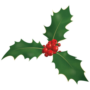 holly leaves with berries on white background