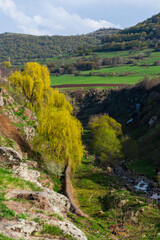 Spring landscape with willow trees, Armenia