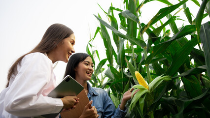 Crop researchers are educating farmers by using technology to develop sweet corn fields.Asian beautiful farmer using tablet and checking the quality yellow corn in  field.training, quality inspection.