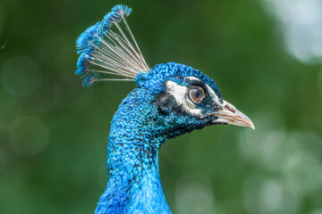 Naklejka premium Feral Common Peafowl (Pavo cristatus) male in Los Angeles County arboretum, Los Angeles, California, USA