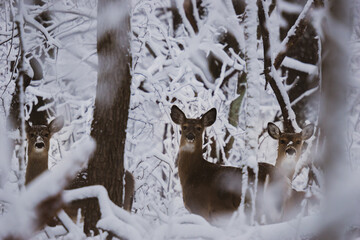 Three deer in a fresh winter snow forest landscape - obrazy, fototapety, plakaty