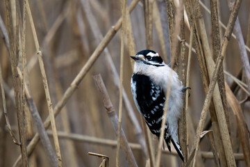 Downy Woodpecker in reeds looking over shoulder