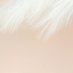 Colorful Artificial Feathers Shot on Beige Background. White Fluffy Feather on Pastel beige background. Design art background.