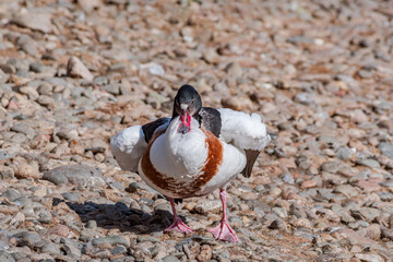 Common Shelduck (Tadorna tadorna) in park