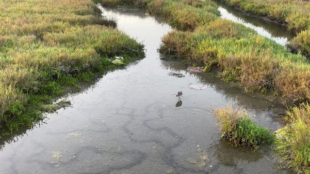 sandpipper searching for food at sunset in shallow water with lake or marsh as background