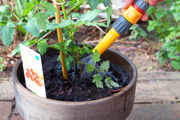 young tomato plants in a bucket are watered