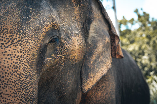Elefantenaugen Bilder – Durchsuchen 20,885 Archivfotos, Vektorgrafiken