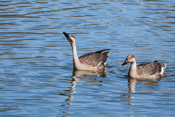 Swan Geese (Anser cygnoides) in park pond