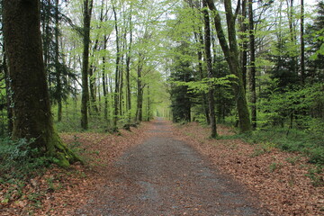 Obraz premium Chemin de randonnée.