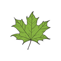 Fototapeta premium Maple leaf vector illustration