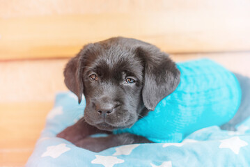 Labrador puppy in blue sweater on a pillow. Dog on the bench.