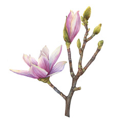 Branch of purple magnolia liliiflora flower (also called mulan magnolia, woody-orchid). Botanical watercolor hand drawn painting illustration, isolated on white background. © arxichtu4ki