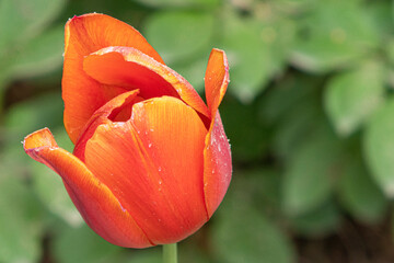 red tulip on green