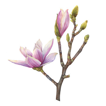 Branch of purple magnolia liliiflora flower (also called mulan magnolia, woody-orchid). Botanical watercolor hand drawn painting illustration, isolated on white background.