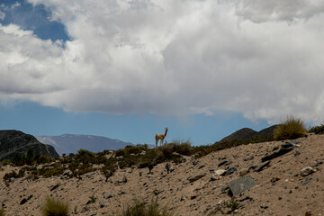Vicuñas en la naturaleza