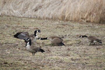 Birds in the wild