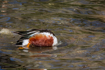 Northern Shoveler (Anas clypeata) drake in park pond