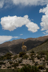 Vicuñas en la naturaleza
