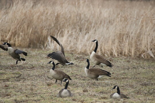 Birds in the wild