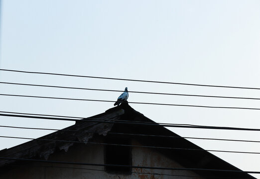 Kurseong called this place,'land of white archid