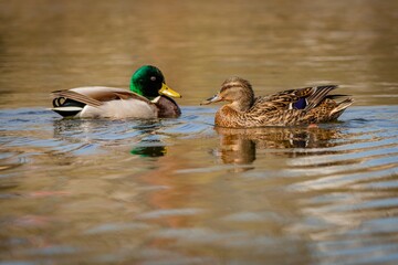 A male and female mallard ducks swimming in a lake face to face on a spring sunny day. Reflection of the birds and blue sky in the water.