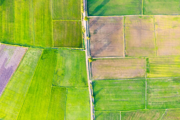 Aerial view of Green rice paddy field, farming cultivation in agricultural land at countryside